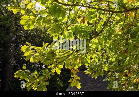 Leaves of a tree back lit by strong sunlight. No people. Copy space. Stock Photo