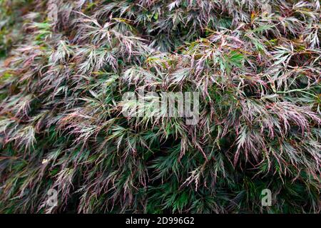 acer palmatum dissectum,green purple leaves,dissected foliage,shrubs,oriental maples,japanese maple,deciduous tree,RM Floral Stock Photo