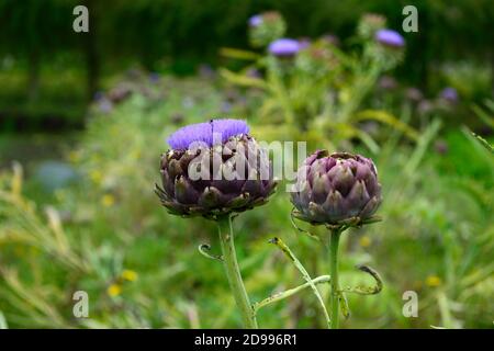 Cynara cardunculus,Cardoon,artichoke,artichoke thistle,purple flower,flower head,flowers,flowering,ornamental thistle,garden,gardening,RM Floral Stock Photo