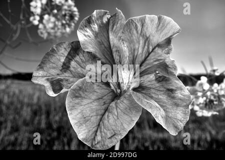 purple petals of a blooming surfinia flower in the garden, monochrome Stock Photo