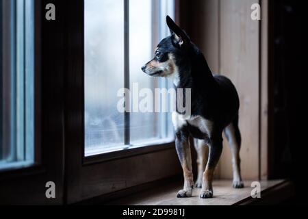 Russian Toy terrier standing on the windowsill and looking out the window. Stock Photo
