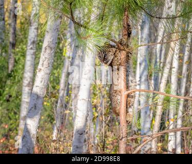 Bobcat Kitten climbing a Pine Tree in a Birch Forest Stock Photo