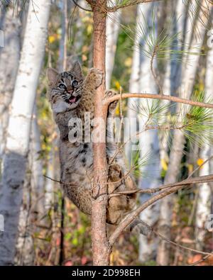 Bobcat Kitten climbing a Pine Tree in a Birch Forest Stock Photo