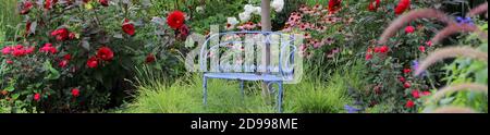 A vintage blue bench in an enchanting Midwest garden scape exploding with cherry red knockout roses intermingling with Midnight marvel red hibiscus Stock Photo