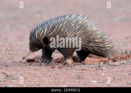 Echidna walking in the Australian outback Stock Photo