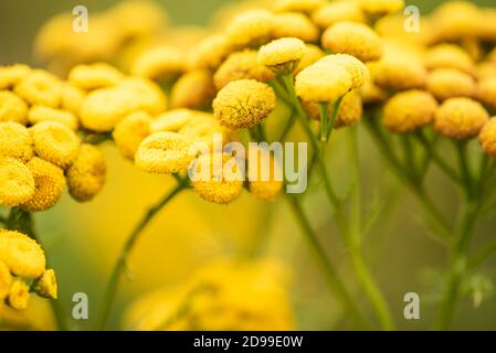 Green meadow with yellow common tansy wild flowers Stock Photo