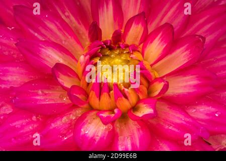 Red dahlia flower head macro Stock Photo