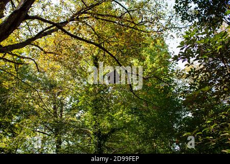 A tiny birdhouse on a mighty tree. Green and orange leaves of starting of the Autumn and wooden birdhouse is in the frame. Stock Photo