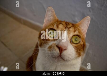 A cute and silly cat is looking to the person who is taking the photograph. close up to its pink nose. Stock Photo