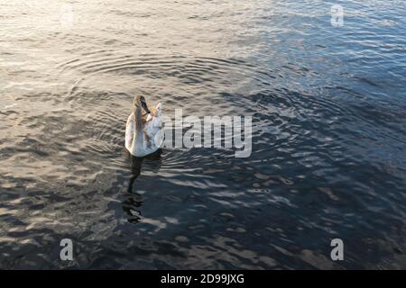 Young swan on a Zurich lake on sunset. Copy space for text Stock Photo
