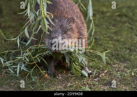 Big beaver in a river gnawing on a branch. Latvia, Riga. Stock Photo