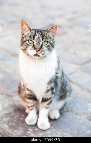 One eyed tabby cat street September Summer 2024 Resilient feline ...