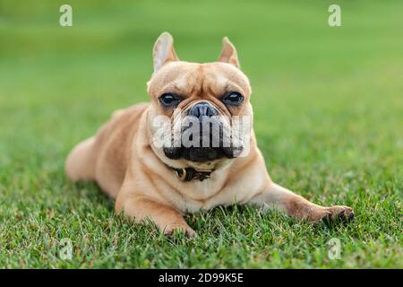 Close up portrait of a French Bulldog. The dog lies on the grass and looks into the lens. Copy space Stock Photo