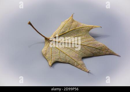 A solitary leaf with six points, on a grey-silver background. Stock Photo