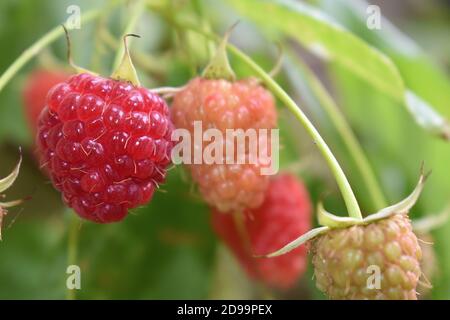 English grown raspberry is aggregate fruit of individual drupelets held together by fine nearly invisible hairs. It has a hollow core and round shape. Stock Photo