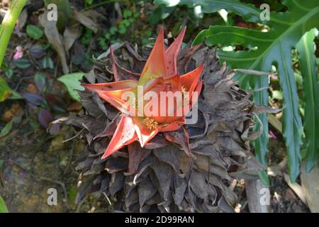 one isolated red Ensete lasiocarpum blossoms in the shadow in the garden Stock Photo