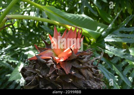 one isolated red ensete lasiocarpum blossoms under the shadow in the garden Stock Photo