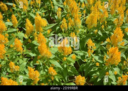 groups of Cockscomb Flower blossoms in the garden in sunny day Stock Photo