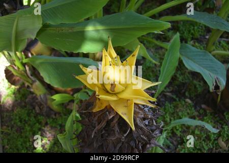 One isolated yellow ensete lasiocarpum blossoms in the shadow of the bush in the garden Stock Photo