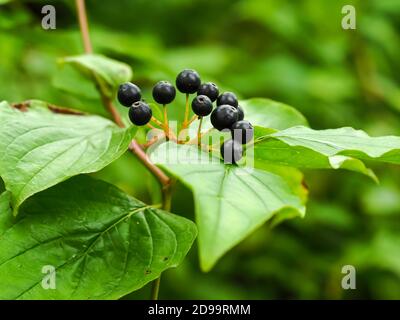 Closeup of black berries and green leaves of common dogwood, Cornus sanguinea Stock Photo