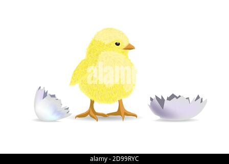 The chicken hatched from the shell. Vector illustration Stock Vector