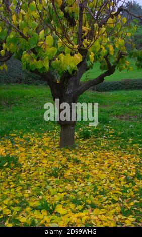 the crown of a tree with autumn colors on a transparent background ...