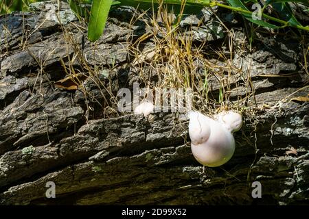 fungus growing on rotting tree Stock Photo