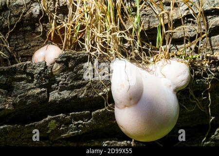 fungus growing on rotting tree Stock Photo