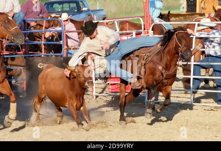 Rodeo steer wrestling event Stock Photo