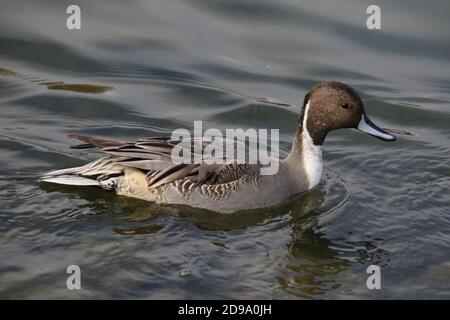 A closeup of a northern pintail duck swimming in a pond Stock Photo