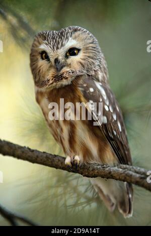 Northern Saw Whet Owl Stock Photo