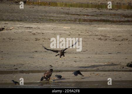 A young bald eagle flying at another eagle standing on a sandy beach next to a river eating a dead salmon. Stock Photo