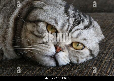 Closeup of a gray British shorthair cat lazily lying on a couch Stock Photo