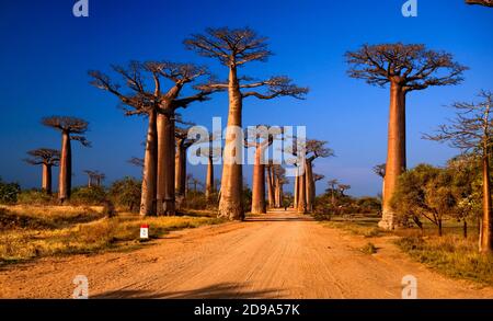 Alley of the Baobabs, is a group of Grandidier's baobabs lining the road between Morondava and Belon'i Tsiribihina in the Menabe region of Madagascar. Stock Photo