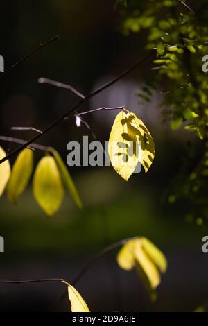Yellow autumn leaves iluminated by sunlight on dark backround. Magic of lights and shadows. Fall postcard Stock Photo