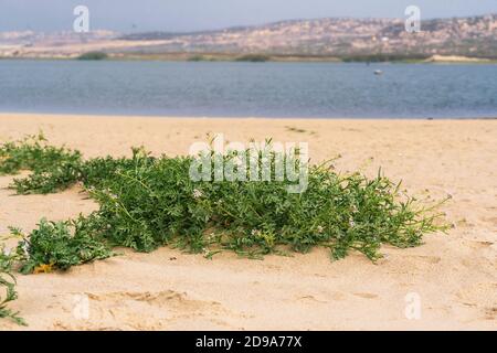 Sand dunes on the beach and Sea Rocket flowers in bloom, beautiful pink wildflowers growing on the sandy beach.