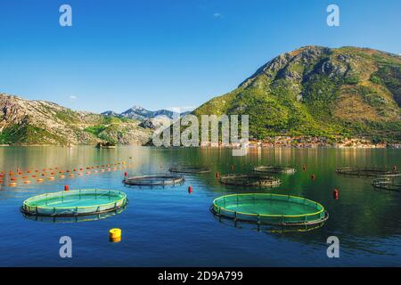 Mussel farms in Stoliv, Kotor Bay, Montenegro Stock Photo