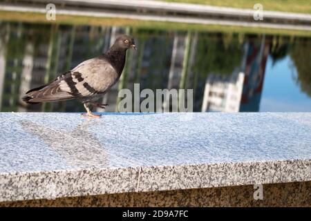 Bluish-gray pigeon looking curiously and strolling along speckled gray-white marble parapet of embankment by river with buildings reflected in it. Stock Photo