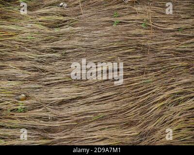 dry grass, abstract combed background Stock Photo