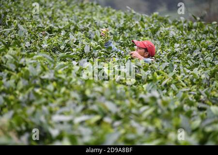 Yingde, China's Guangdong Province. 3rd Nov, 2020. A worker picks tea leaves at a tea plantation in Yingde City, south China's Guangdong Province, Nov. 3, 2020. Yingde City, located at the northern mountainous area of Guangdong Province, is famous for its black tea plantation. Credit: Deng Hua/Xinhua/Alamy Live News Stock Photo