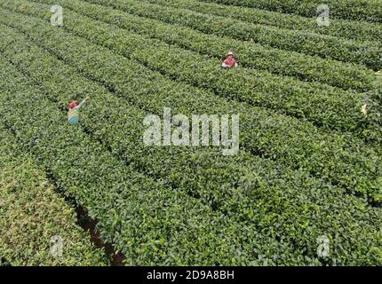 Yingde. 3rd Nov, 2020. Aerial photo taken on Nov. 3, 2020 shows workers picking tea leaves at a tea plantation in Yingde City, south China's Guangdong Province. Yingde City, located at the northern mountainous area of Guangdong Province, is famous for its black tea plantation. Credit: Deng Hua/Xinhua/Alamy Live News Stock Photo