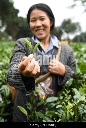 Yingde, China's Guangdong Province. 3rd Nov, 2020. An employee shows freshly-picked tea leaves at a research base in Yingde City, south China's Guangdong Province, Nov. 3, 2020. Yingde City, located at the northern mountainous area of Guangdong Province, is famous for its black tea plantation. Credit: Deng Hua/Xinhua/Alamy Live News Stock Photo