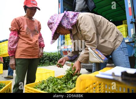 Yingde, China's Guangdong Province. 3rd Nov, 2020. Worker weigh freshly-picked tea leaves at a tea plantation in Yingde City, south China's Guangdong Province, Nov. 3, 2020. Yingde City, located at the northern mountainous area of Guangdong Province, is famous for its black tea plantation. Credit: Deng Hua/Xinhua/Alamy Live News Stock Photo