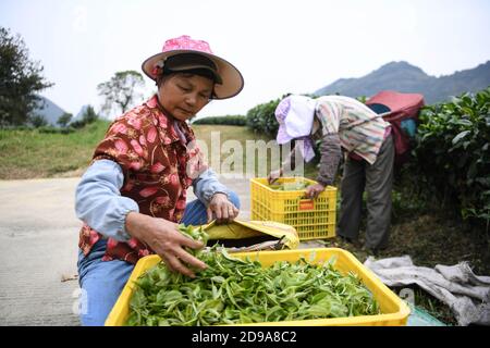 Yingde, China's Guangdong Province. 3rd Nov, 2020. A worker selects freshly-picked tea leaves at a tea plantation in Yingde City, south China's Guangdong Province, Nov. 3, 2020. Yingde City, located at the northern mountainous area of Guangdong Province, is famous for its black tea plantation. Credit: Deng Hua/Xinhua/Alamy Live News Stock Photo