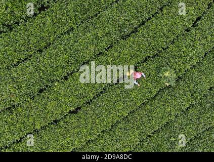 Yingde. 3rd Nov, 2020. Aerial photo taken on Nov. 3, 2020 shows a worker picking tea leaves at a tea plantation in Yingde City, south China's Guangdong Province. Yingde City, located at the northern mountainous area of Guangdong Province, is famous for its black tea plantation. Credit: Deng Hua/Xinhua/Alamy Live News Stock Photo