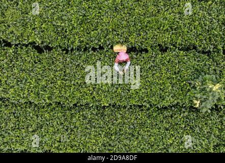 Yingde. 3rd Nov, 2020. Aerial photo taken on Nov. 3, 2020 shows a worker picking tea leaves at a tea plantation in Yingde City, south China's Guangdong Province. Yingde City, located at the northern mountainous area of Guangdong Province, is famous for its black tea plantation. Credit: Deng Hua/Xinhua/Alamy Live News Stock Photo