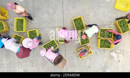 Yingde. 3rd Nov, 2020. Aerial photo taken on Nov. 3, 2020 shows workers selecting tea leaves at a tea plantation in Yingde City, south China's Guangdong Province. Yingde City, located at the northern mountainous area of Guangdong Province, is famous for its black tea plantation. Credit: Deng Hua/Xinhua/Alamy Live News Stock Photo