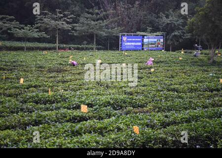 Yingde, China's Guangdong Province. 3rd Nov, 2020. Workers trim branches at a tea plantation in Yingde City, south China's Guangdong Province, on Nov. 3, 2020. Yingde City, located at the northern mountainous area of Guangdong Province, is famous for its black tea plantation. Credit: Deng Hua/Xinhua/Alamy Live News Stock Photo