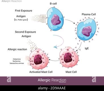 allergic contact dermatitis mechanism
