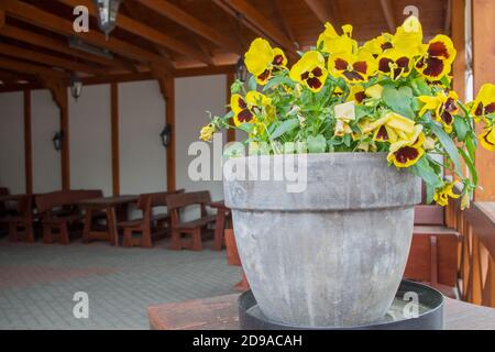 Yellow-maroon viola tricolor flowers standing on dais in gray stone vase on background of remote wooden interior of summer cafe with tables, benches Stock Photo